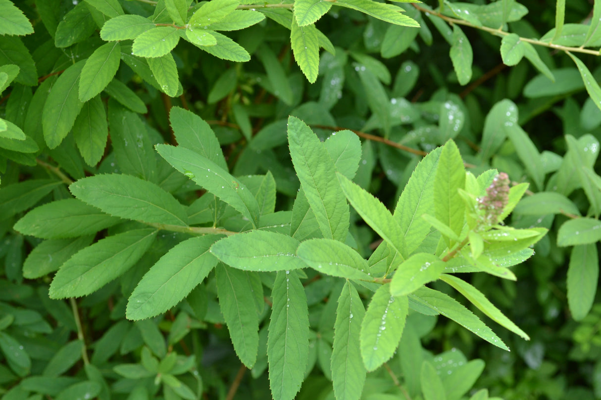 Spiraea x billardii, 40-60 cm, 150-pack
