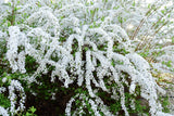 Spiraea x cinerea 'Grefsheim', 30-50 cm, 150-pack