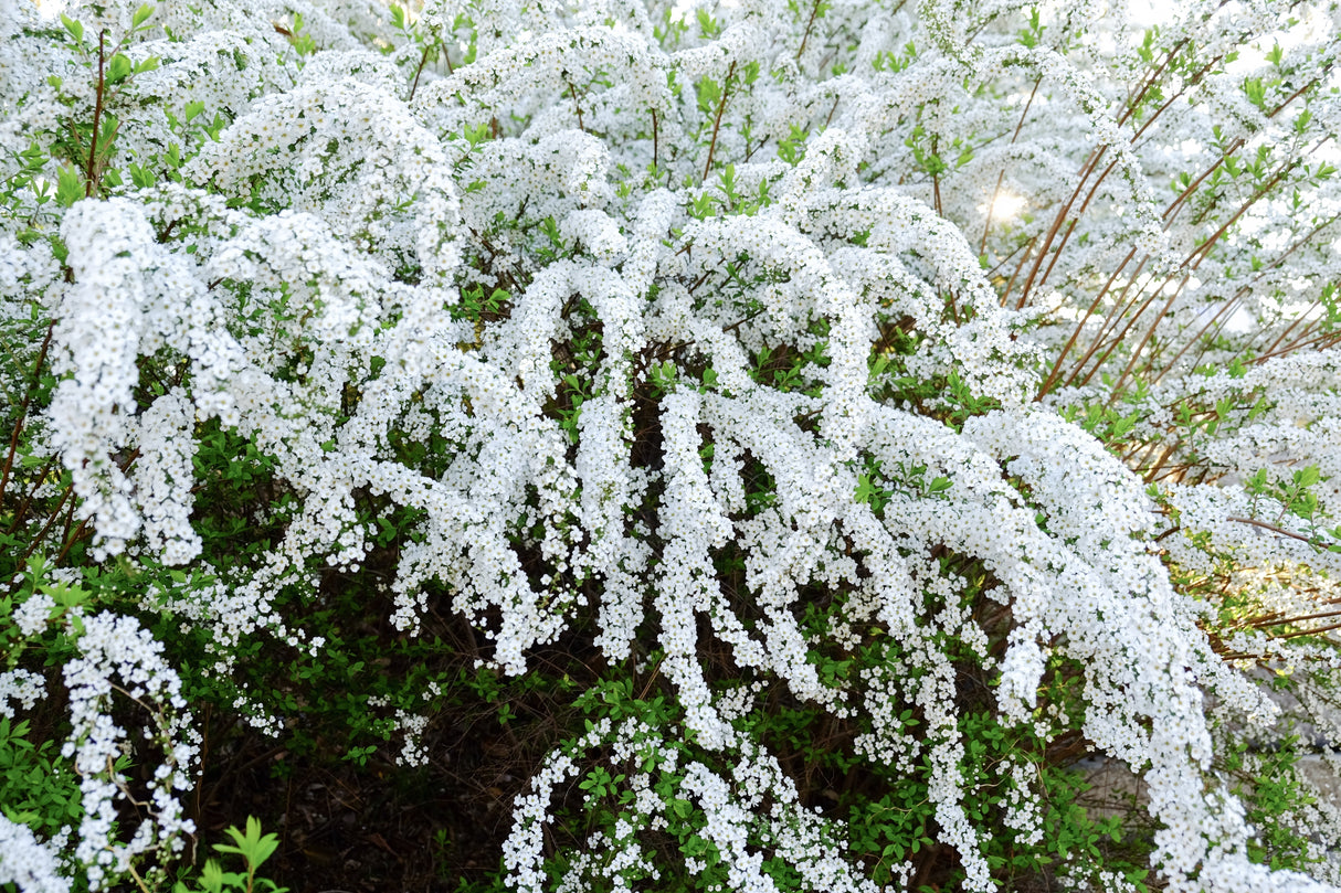 Spiraea x cinerea 'Grefsheim', 30-50 cm, 200-pack