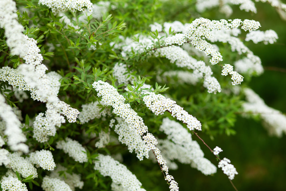 Spiraea x cinerea 'Grefsheim', 30-50 cm, 150-pack