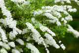 Spiraea x cinerea 'Grefsheim', 30-50 cm, 150-pack