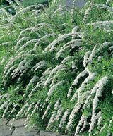Spiraea x cinerea 'Grefsheim', 30-50 cm, 150-pack