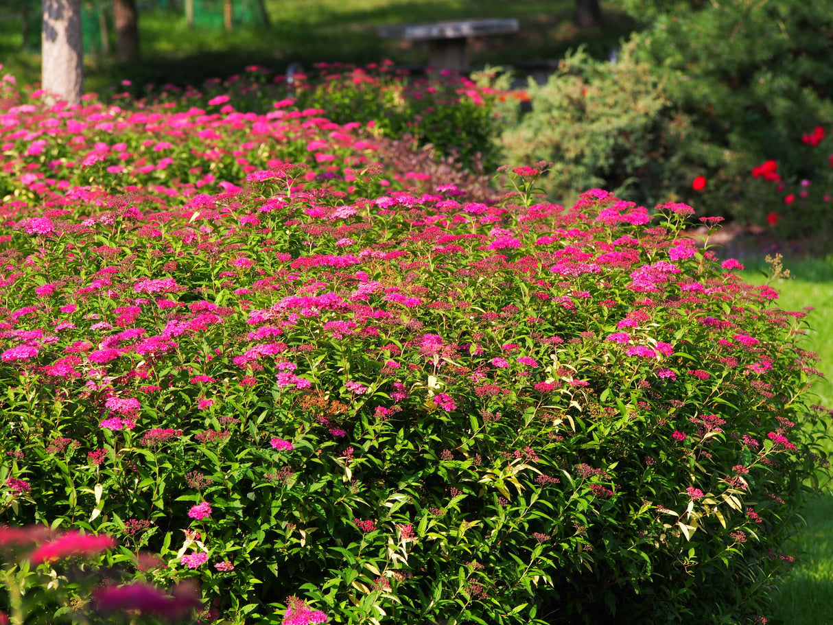 Spiraea jap. 'Anthony Waterer', 15-30 cm, 200-pack