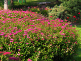 Spiraea jap. 'Anthony Waterer', 15-30 cm, 200-pack