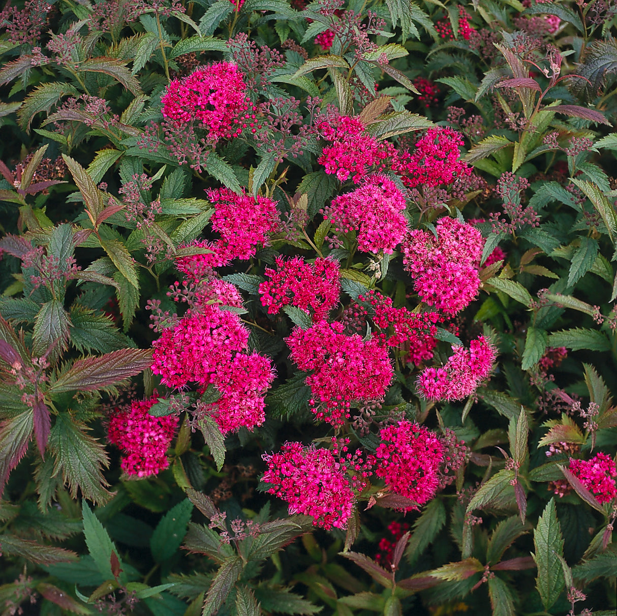 Spiraea jap. 'Anthony Waterer', 15-30 cm, 150-pack