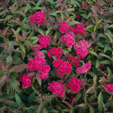 Spiraea jap. 'Anthony Waterer', 15-30 cm, 150-pack