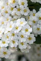 Spiraea x vanhouttei, 50-80 cm, 150-pack