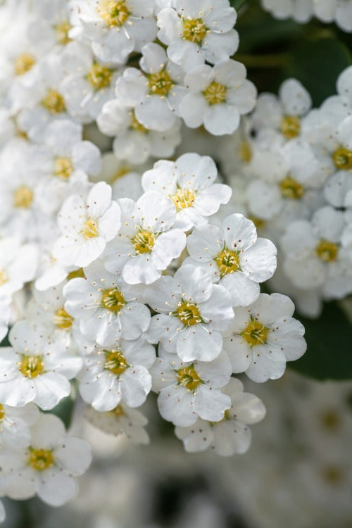 Spiraea x vanhouttei, 50-80 cm, 200-pack