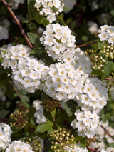 Spiraea x vanhouttei, 50-80 cm, 150-pack
