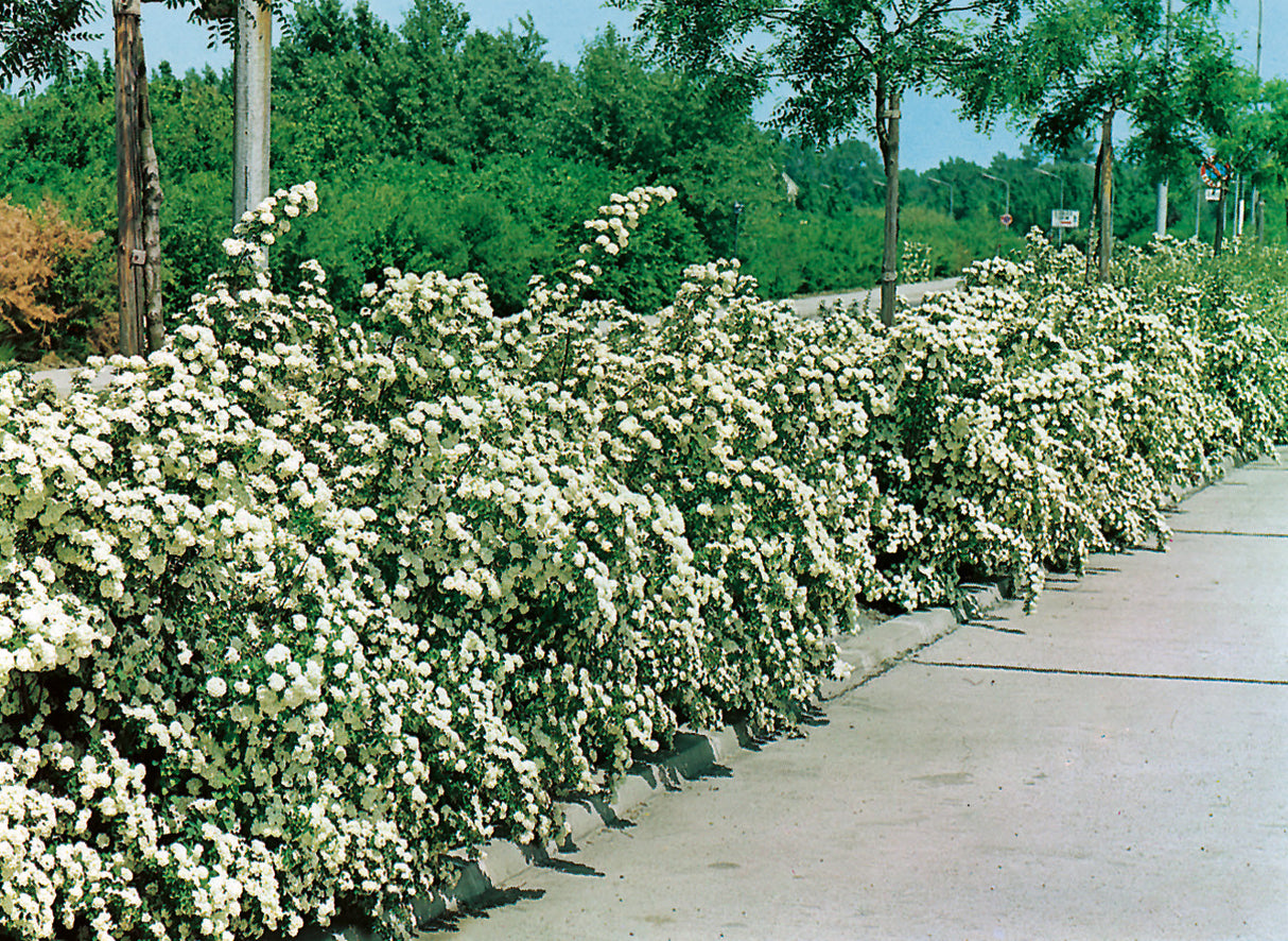 Spiraea x vanhouttei, 50-80 cm, 200-pack