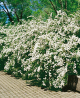 Spiraea x vanhouttei, 50-80 cm, 150-pack