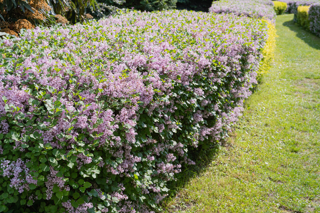 Syringa vulgaris, 30-50 cm, 150-pack