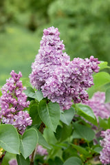 Syringa vulgaris, 30-50 cm, 150-pack