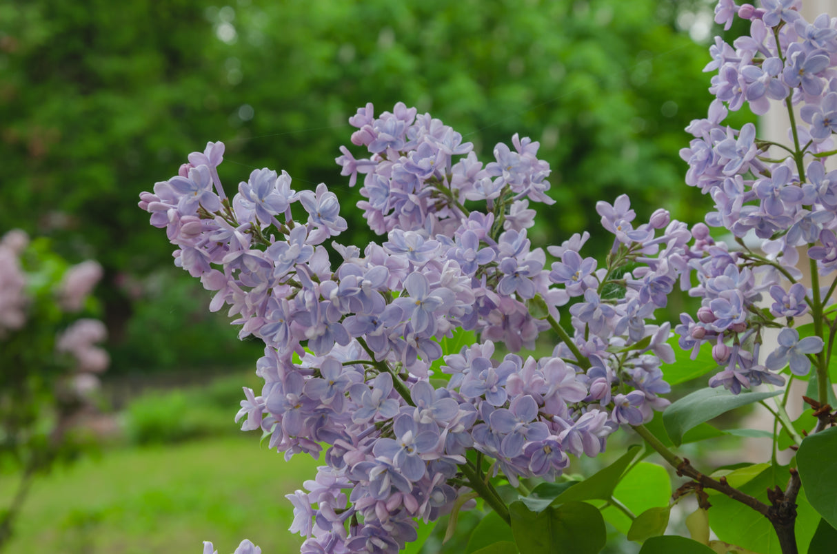 Syringa vulgaris, 30-50 cm, 150-pack