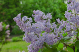 Syringa vulgaris, 30-50 cm, 150-pack