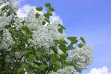 Syringa vulgaris f. alba, 30-50 cm, 100-pack