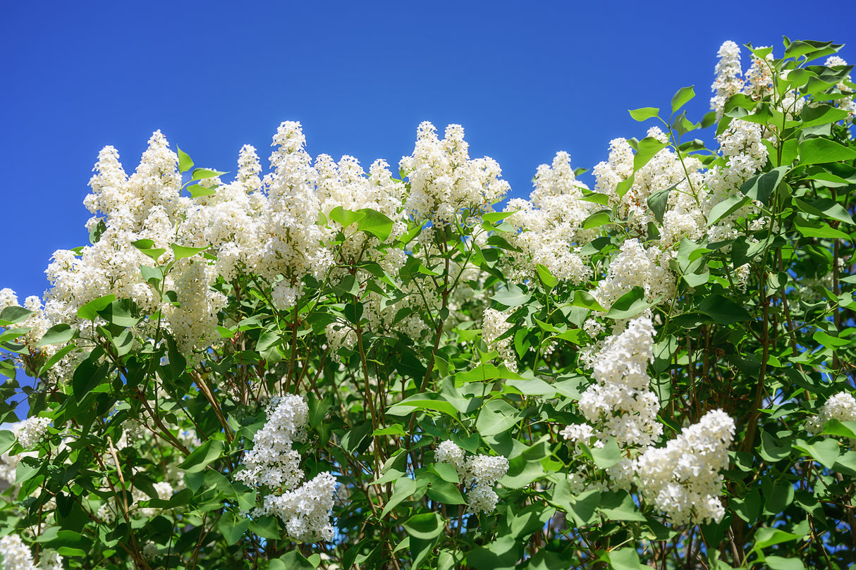 Syringa vulgaris f. alba, 30-50 cm, 100-pack