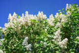 Syringa vulgaris f. alba, 30-50 cm, 100-pack