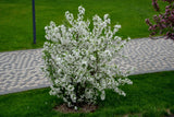 Bukettapel co 100-pack 20-40cm i kruka
