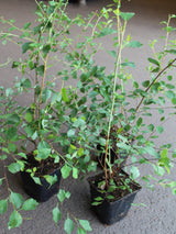 Bukettspirea 10-pack i kruka