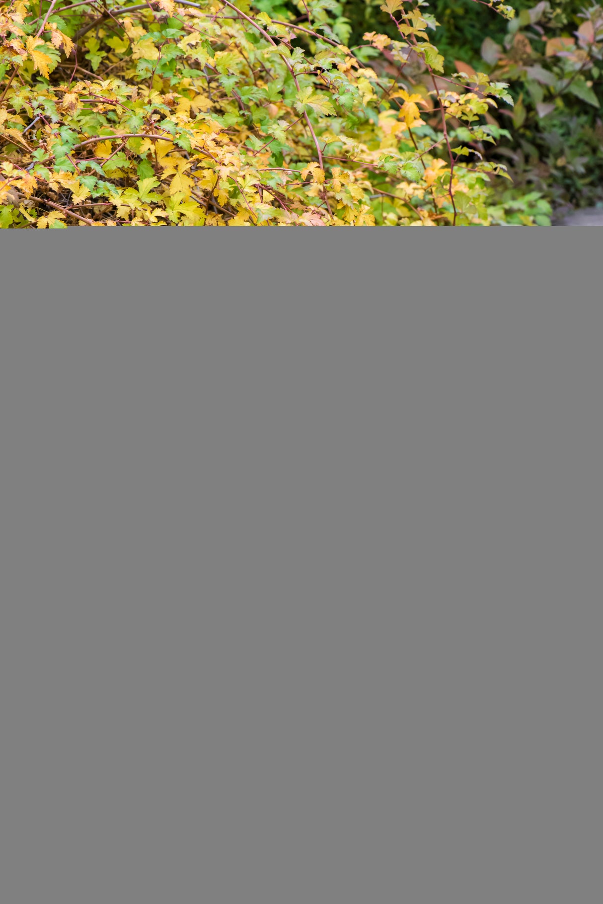 Liten stefanandra 100-pack i kruka