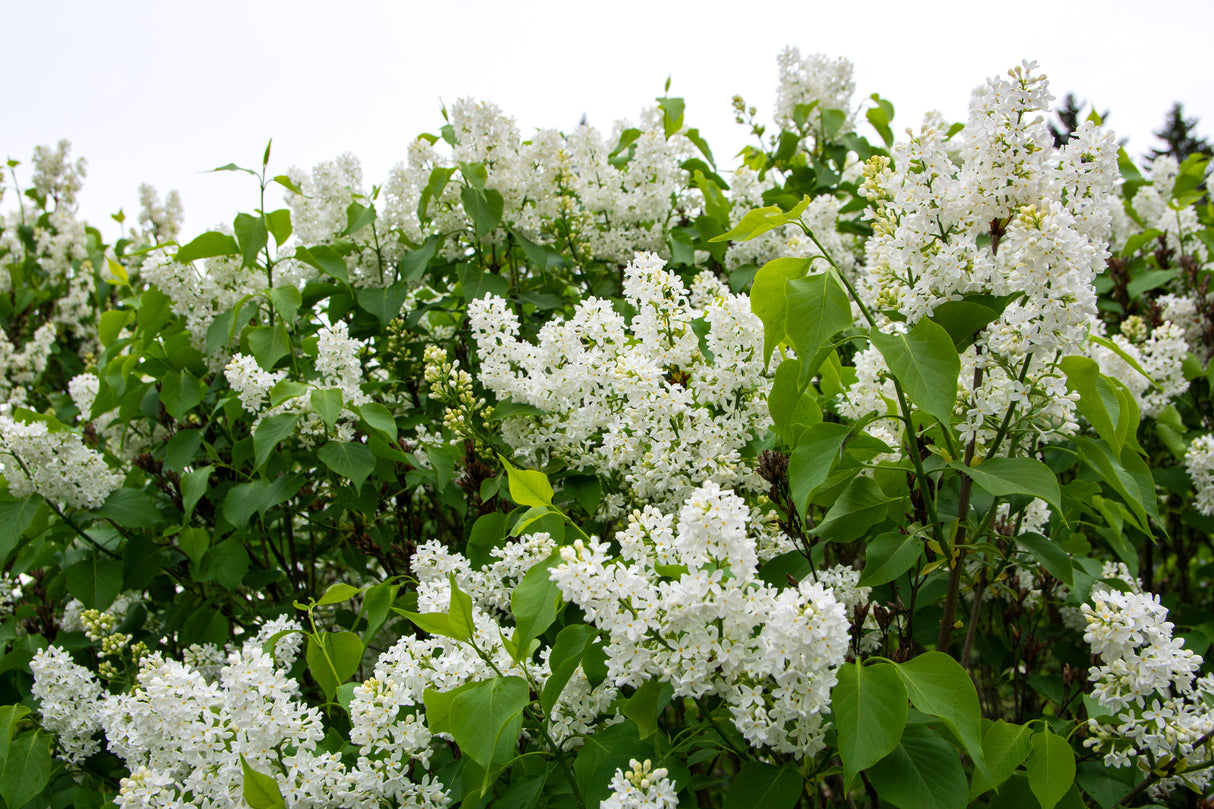 Syringa vulgaris f. alba, co, 10-p