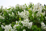 Syren 'Alba' i Kruka 100-pack