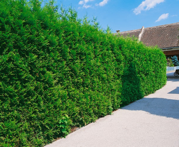 Tuja 'Brabant' 80-100 cm 100-pack