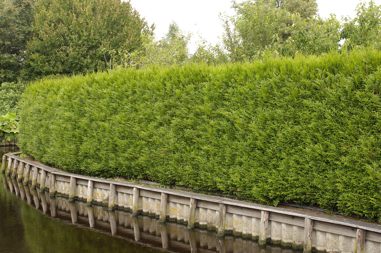 Tuja 'Brabant' 100-125 cm 10-pack