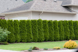 Tuja 'Brabant' 100-125 cm 10-pack