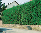 Tuja 'Brabant' 100-125 cm 10-pack
