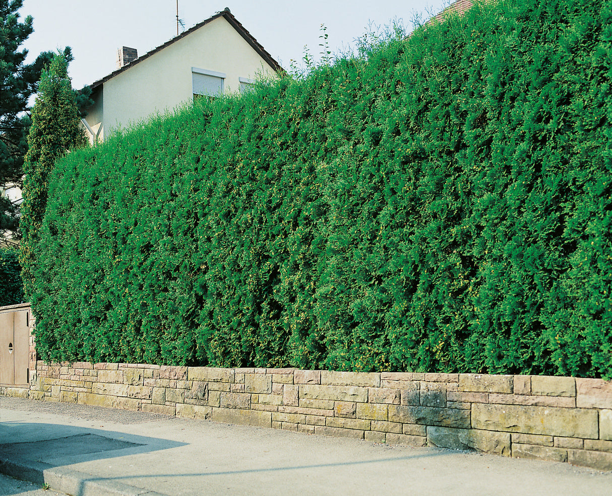 Tuja 'Brabant' 100-125 cm 100-pack