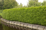 Tuja 'Brabant' 100-125 cm 100-pack