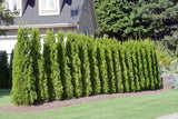 Tuja 'Smaragd' 50-70 cm 10-pack