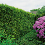 Tuja 'Smaragd' 50-70 cm 10-pack