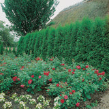Tuja 'Smaragd' 80-100 cm 10-pack