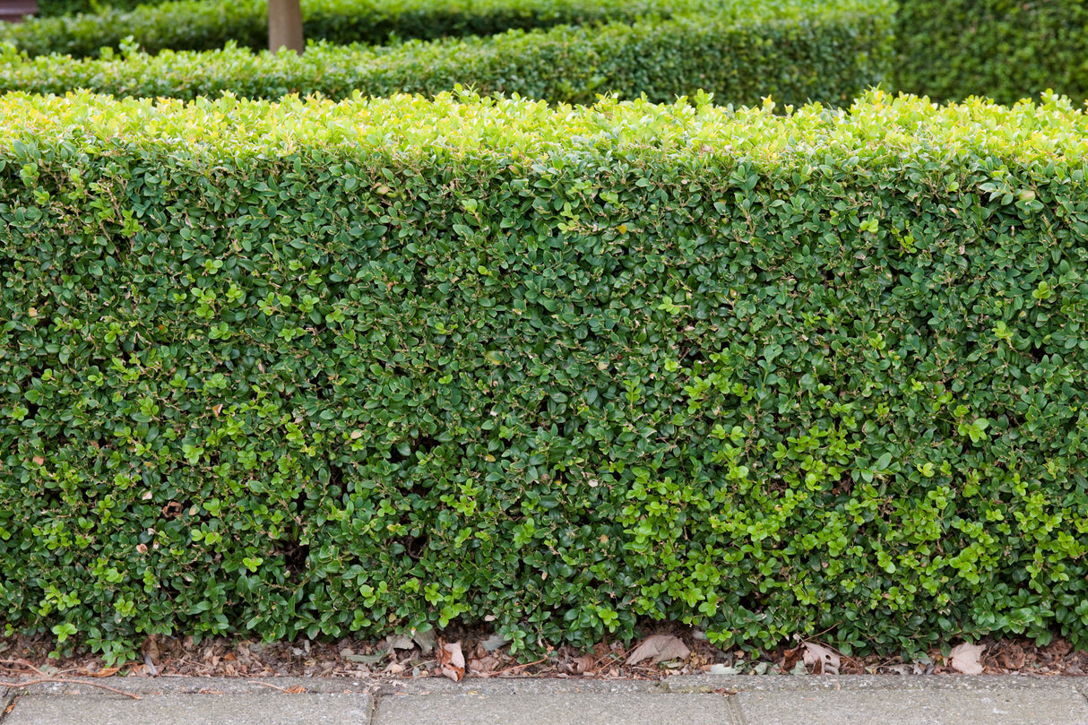 Buxbom 15-20 cm 100-pack i kruka