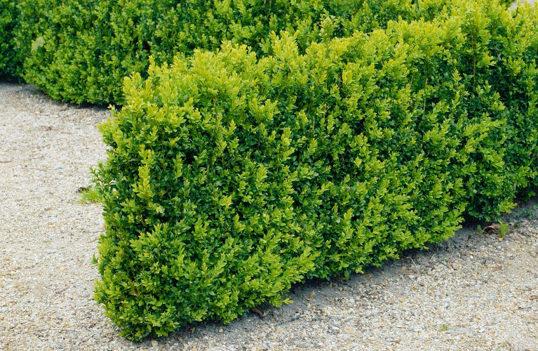 Buxbom 30-40 cm 10-pack i kruka