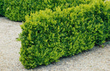 Buxbom 30-40 cm 10-pack i kruka
