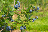 Vaccinium 'Northland' 10-pack i kruka