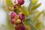 Rosa blåbär 'Pink Lemonade' co 5-pack