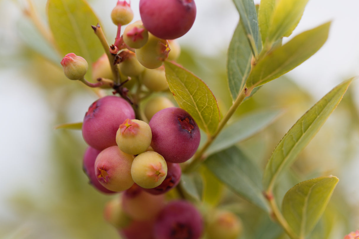 Rosa blåbär 'Pink Lemonade' co 3-pack