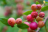 Rosa blåbär 'Pink Lemonade' co 5-pack