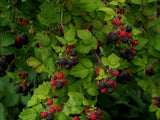 Svarthallon 'Black Jewel' 3-pack i kruka