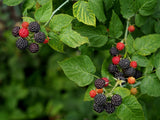 Svarthallon 'Black Jewel' 5-pack i kruka