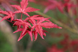 Japansk lönn 'Osakazuki' Solitär 100-125 cm