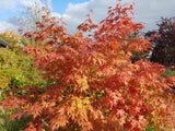 Japansk lönn 'Osakazuki' Solitär 100-125 cm