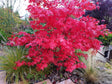 Japansk lönn 'Osakazuki' Solitär 100-125 cm