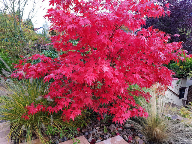 Japansk lönn 'Osakazuki' Solitär 100-125 cm