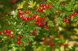 Crataegus monogyna, 50-80 cm, 200-pack